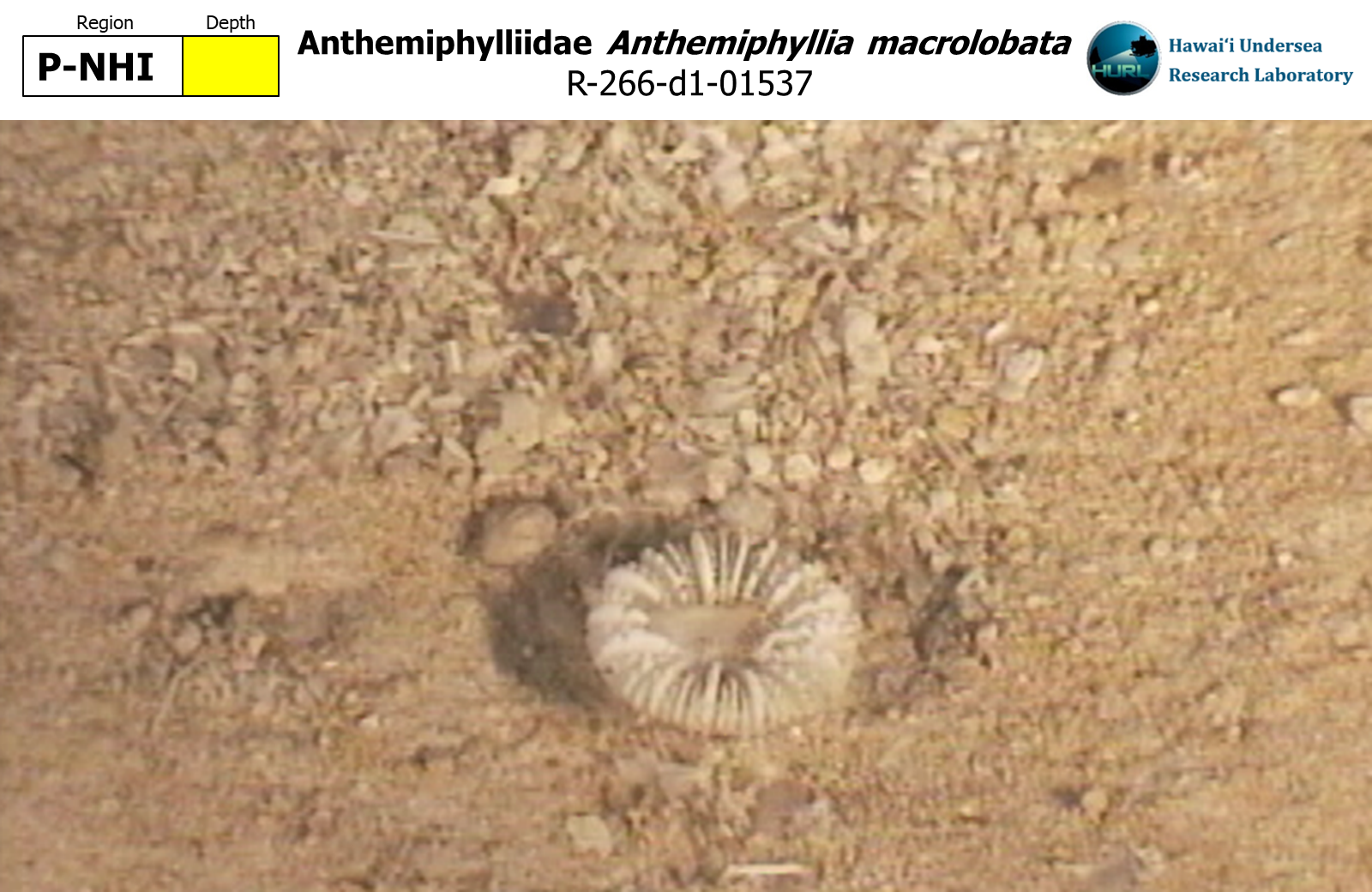 Anthemiphyllia macrolobata