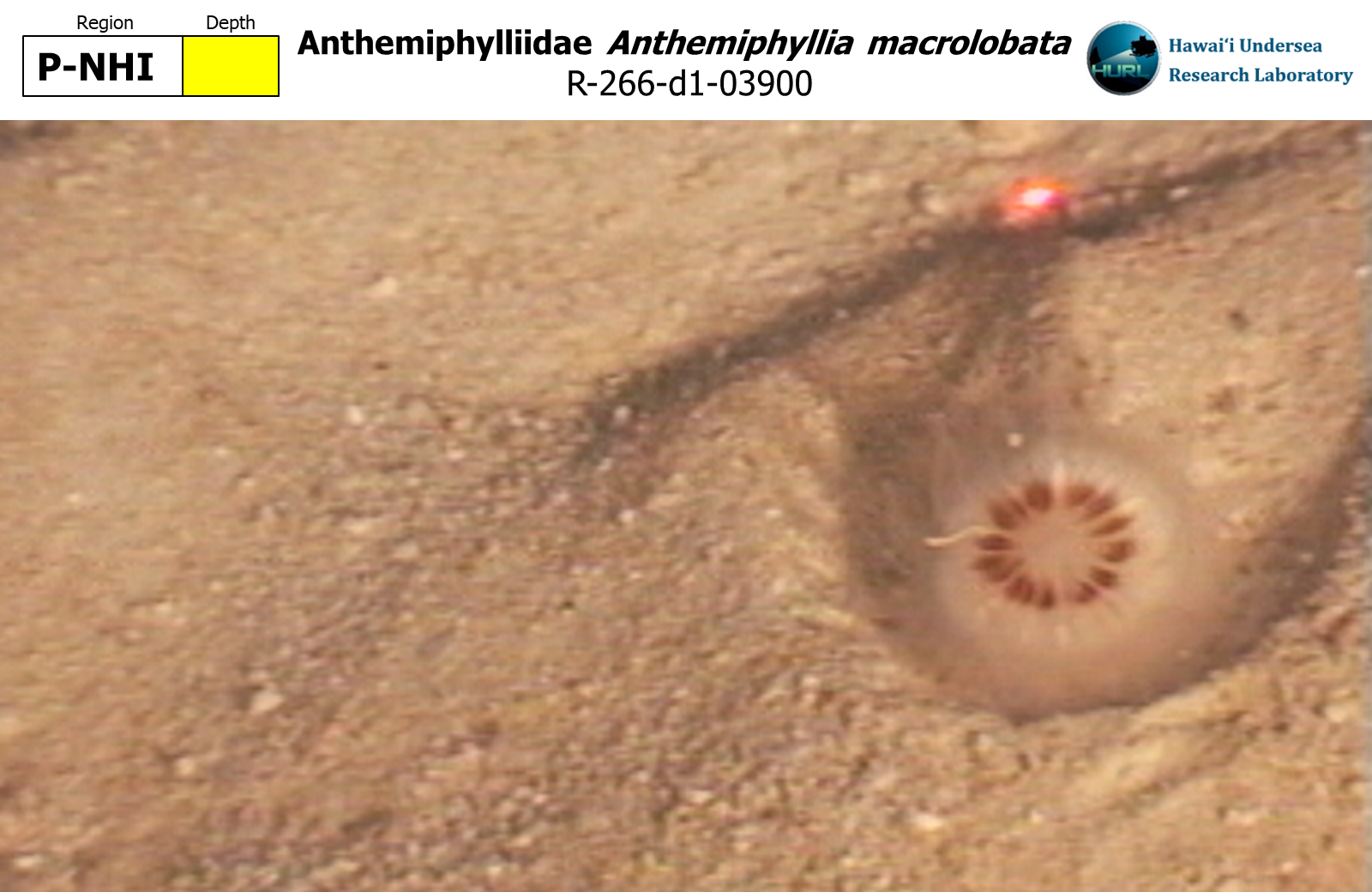 Anthemiphyllia macrolobata