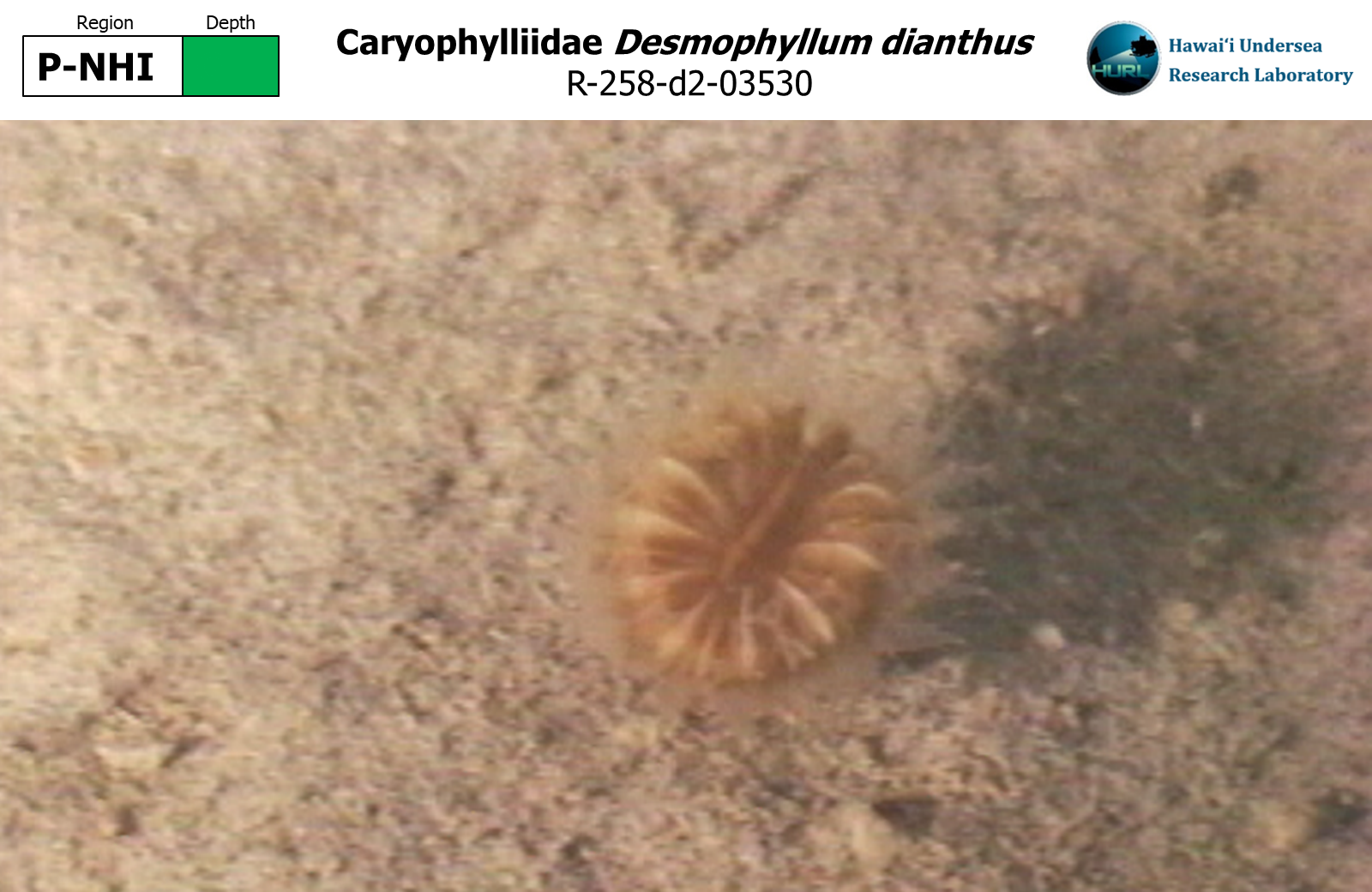 Desmophyllum dianthus