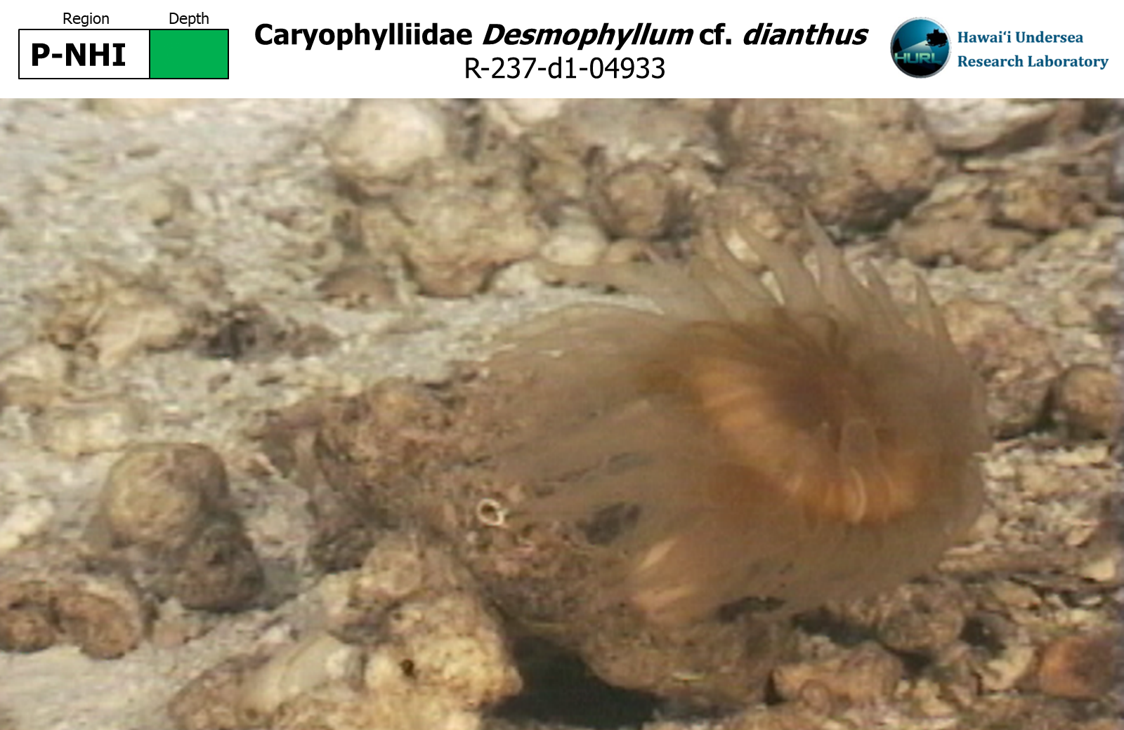 Desmophyllum cf. dianthus