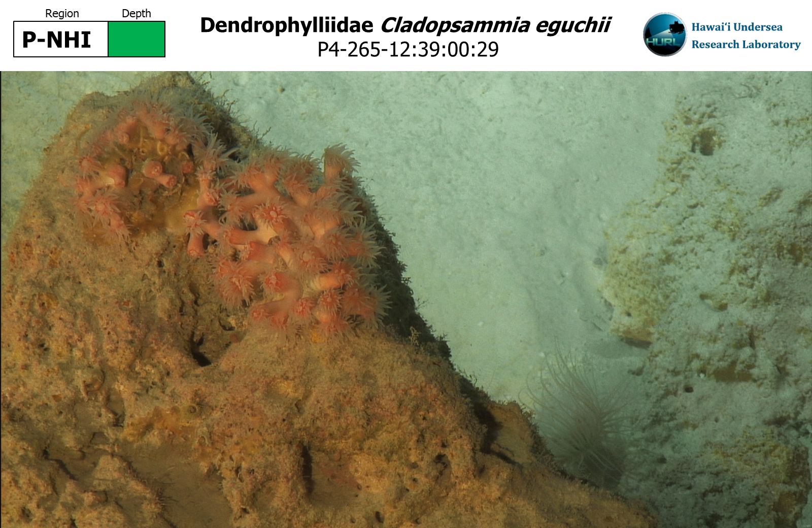 Cladopsammia eguchii