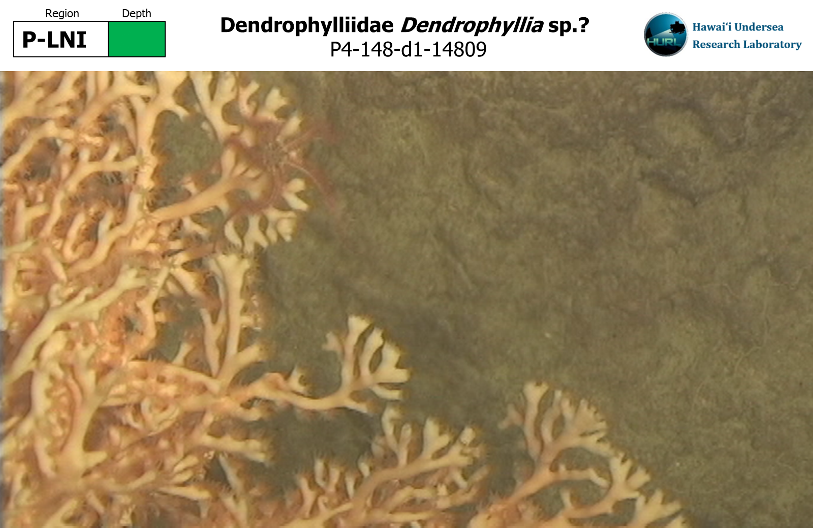 Dendrophyllia sp.?