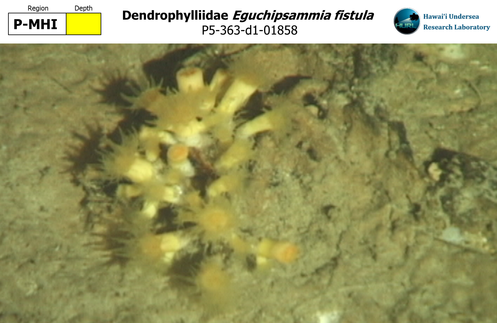 Eguchipsammia fistula