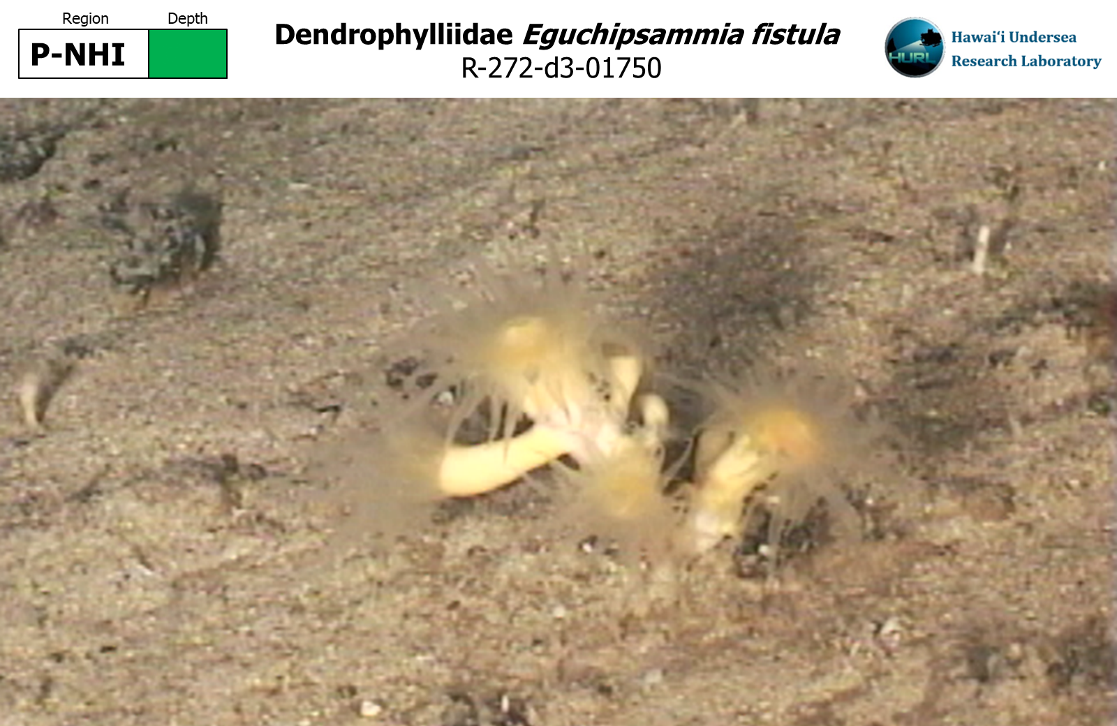 Eguchipsammia fistula