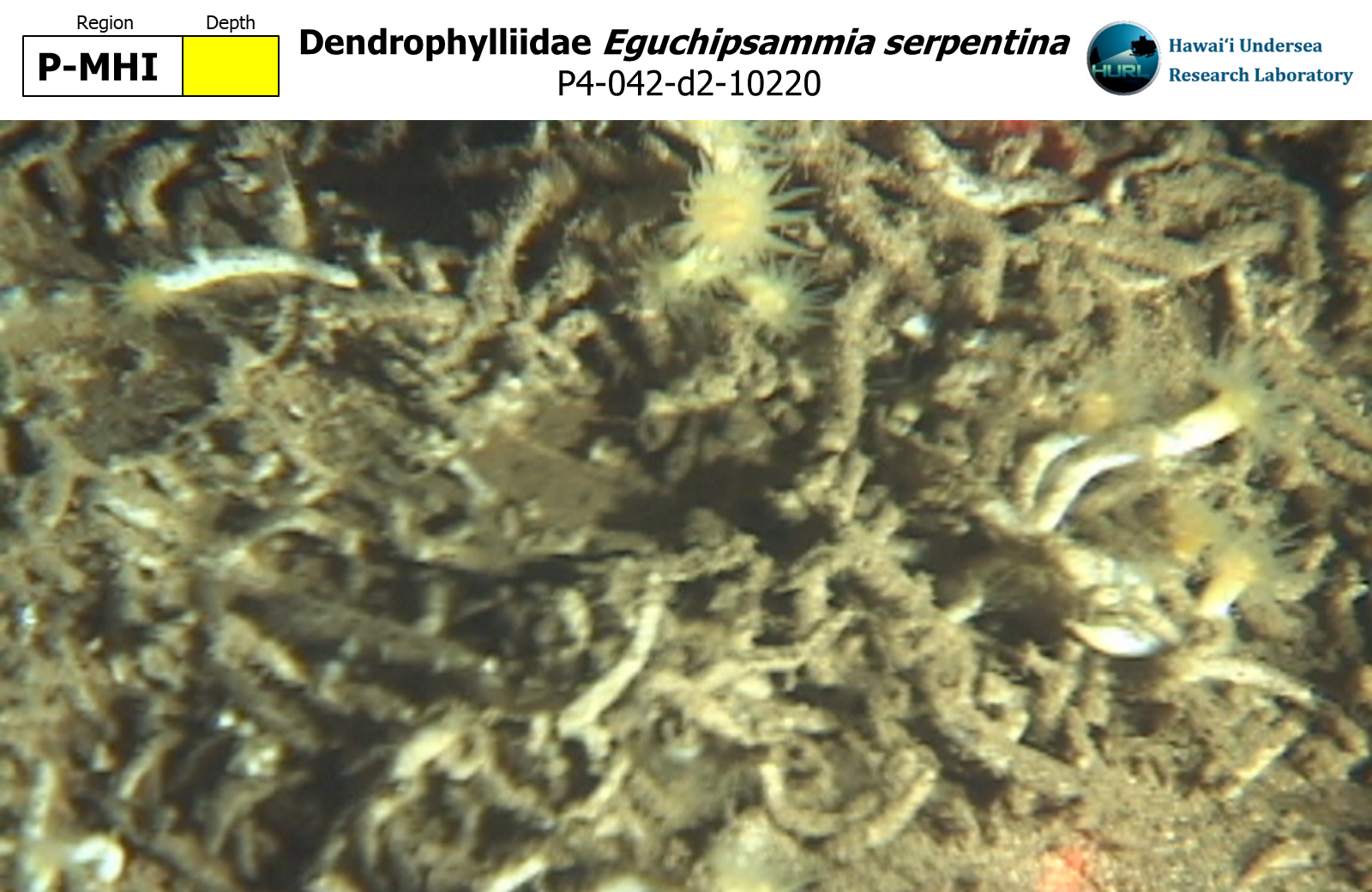 Eguchipsammia serpentina