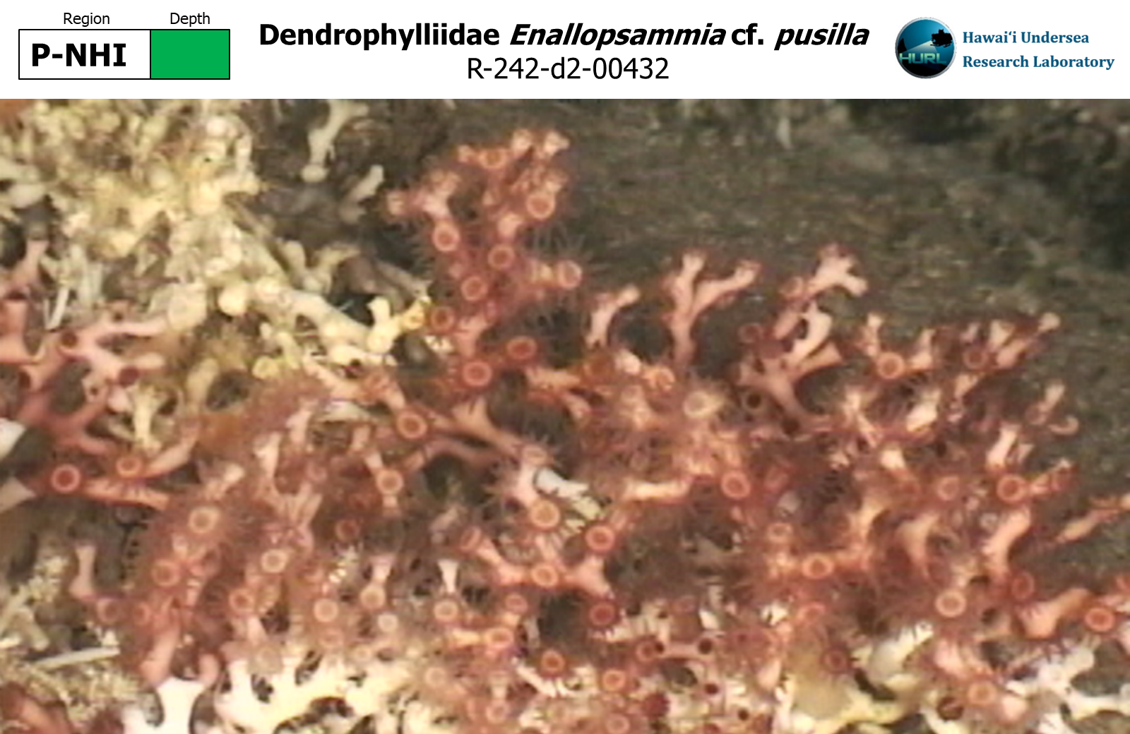 Enallopsammia cf. pusilla