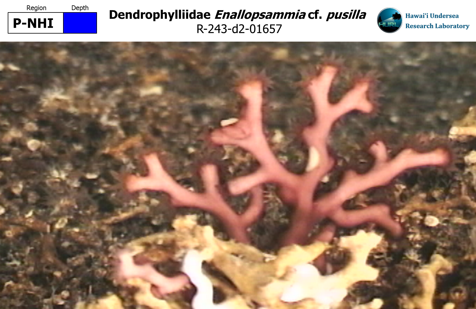 Enallopsammia cf. pusilla