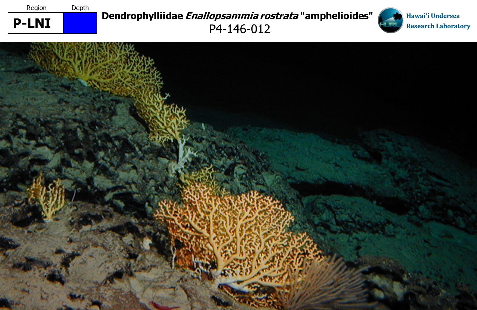 Enallopsammia rostrata "amphelioides"