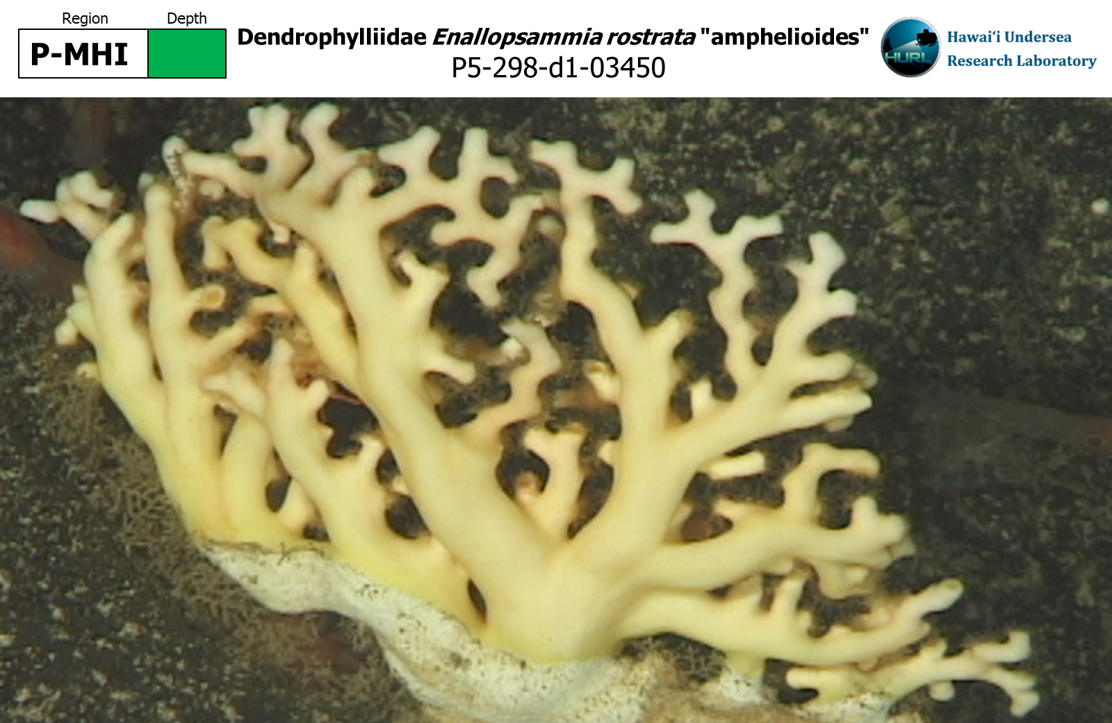 Enallopsammia rostrata "amphelioides"