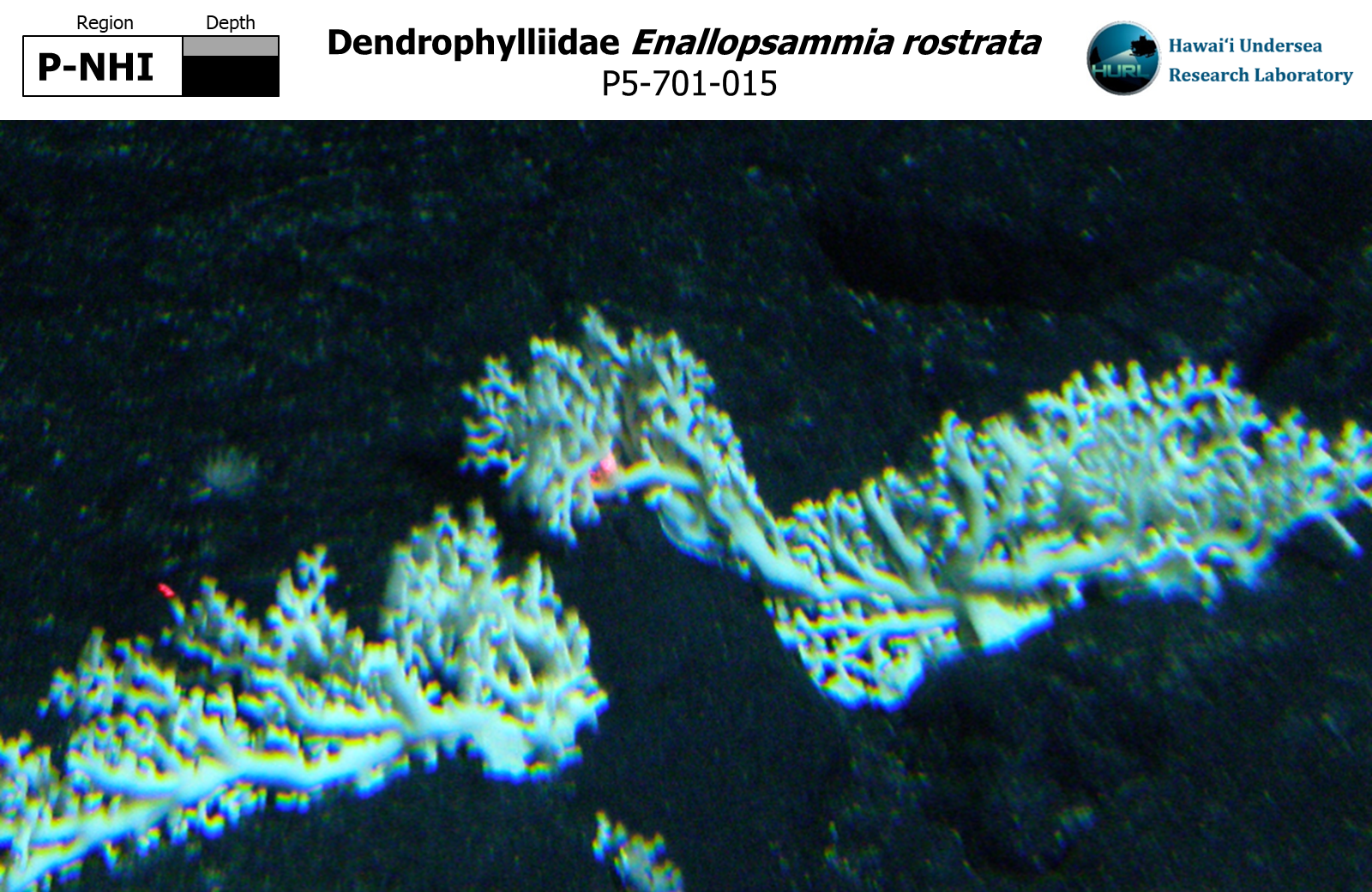 Enallopsammia rostrata