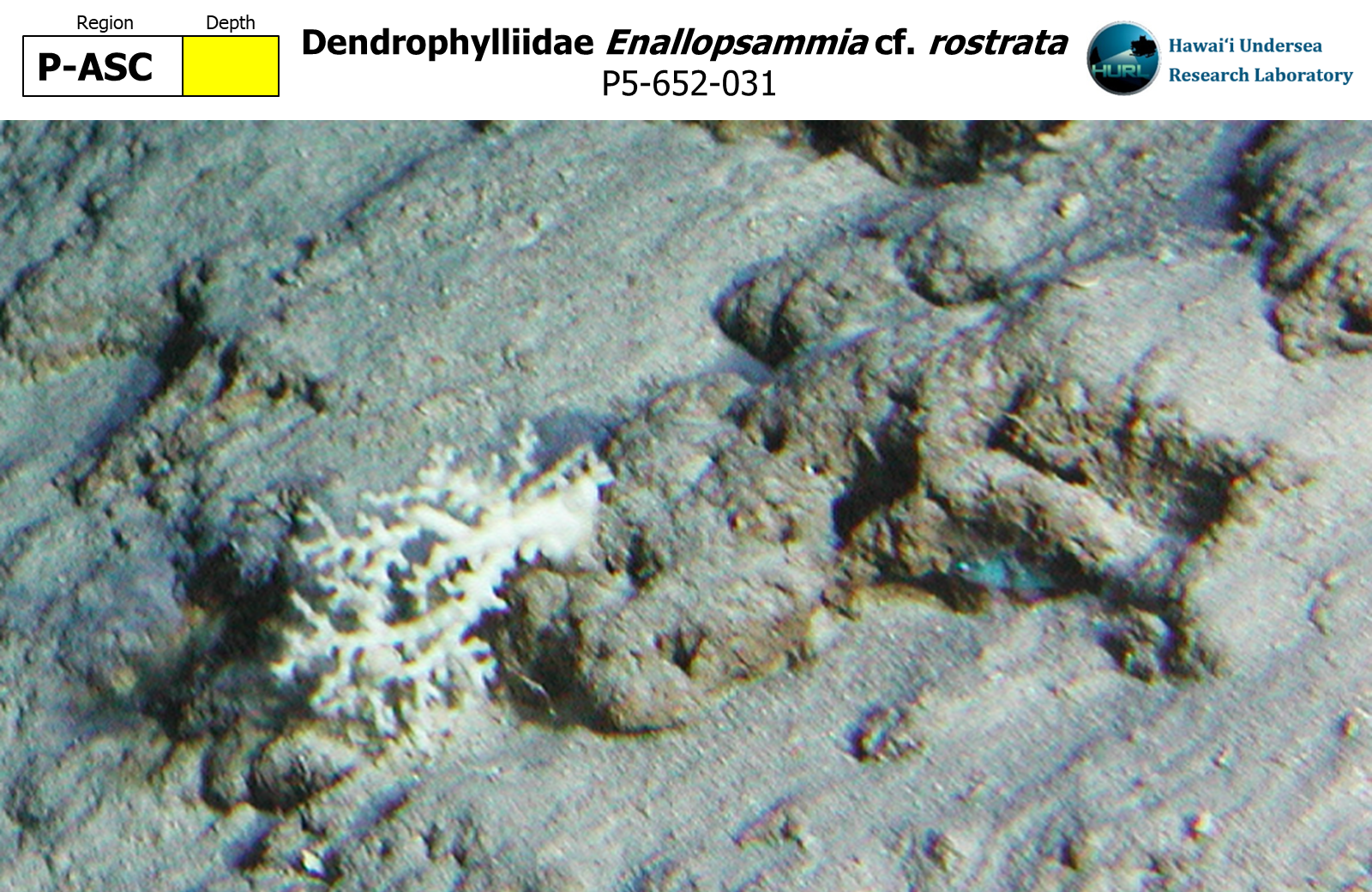 Enallopsammia cf. rostrata