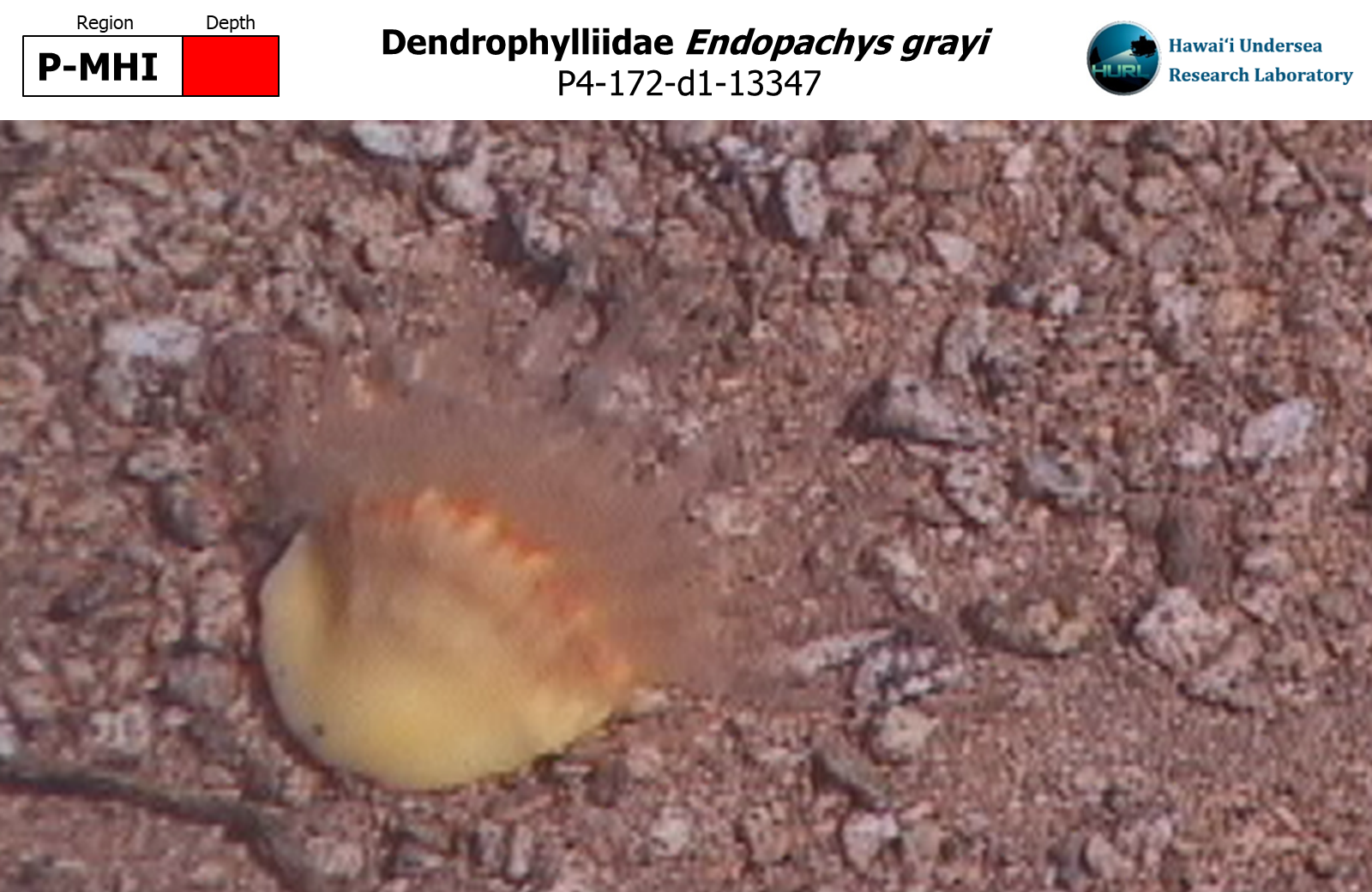 Endopachys grayi
