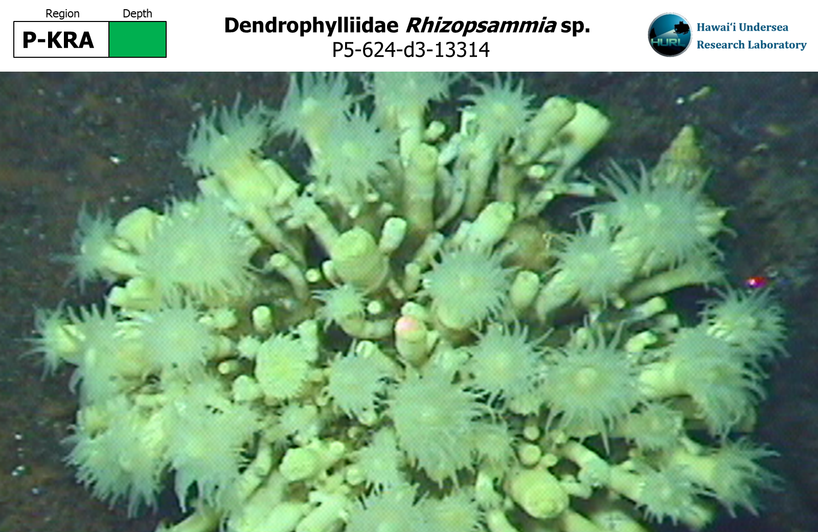 Rhizopsammia sp.
