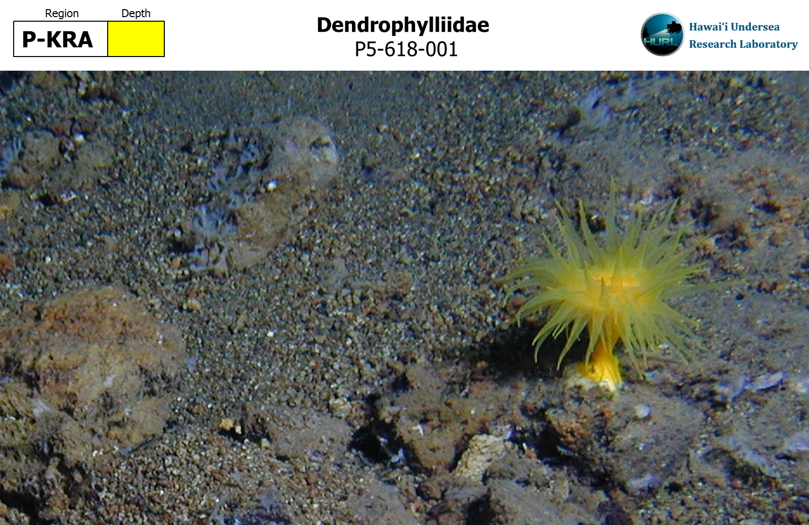 Dendrophylliidae