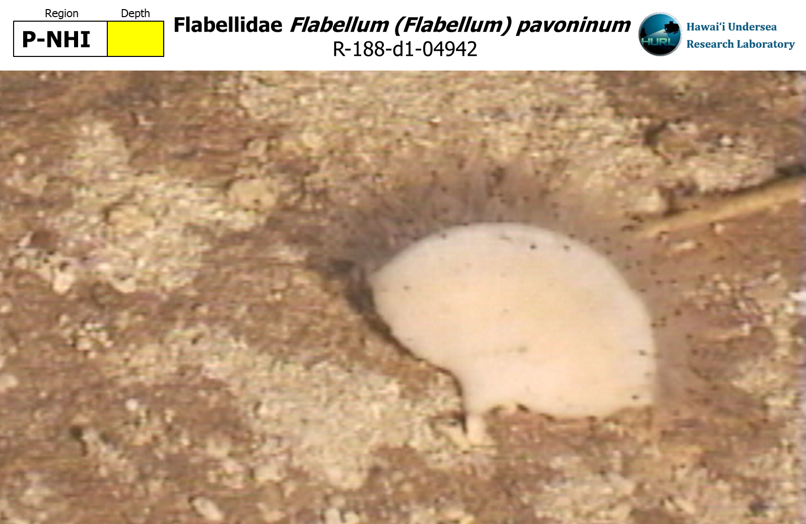 Flabellum (Flabellum) pavoninum