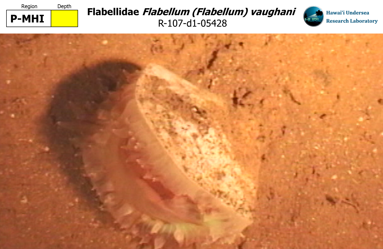 Flabellum (Flabellum) vaughani