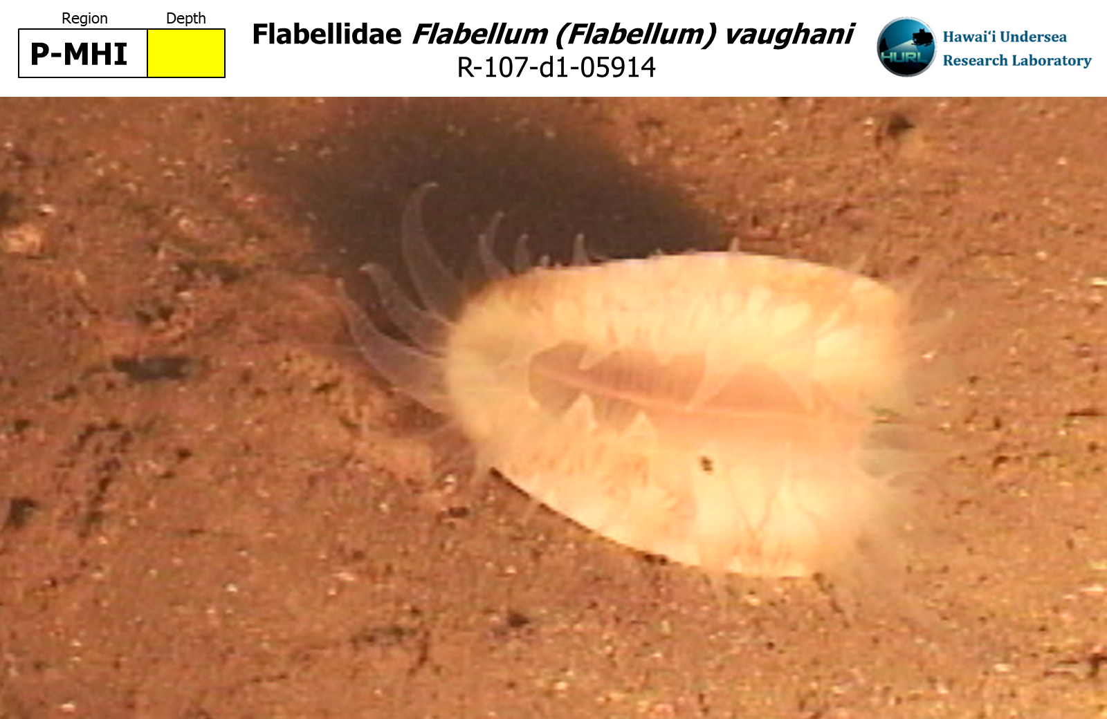 Flabellum (Flabellum) vaughani