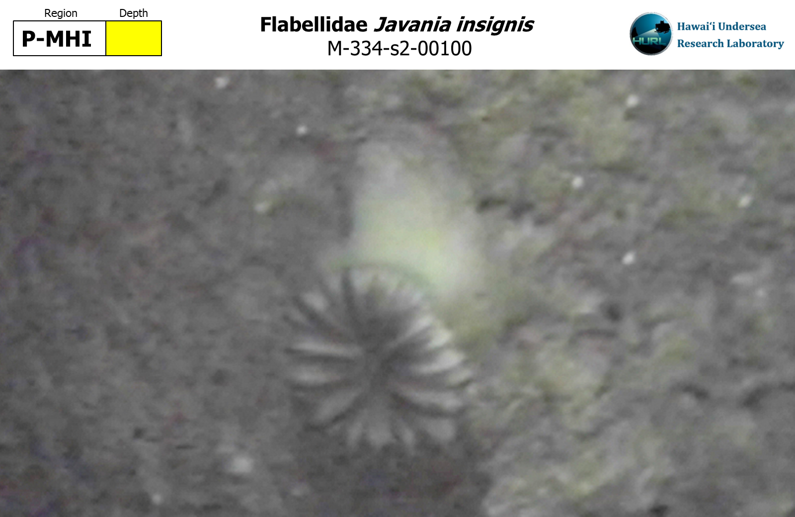 Javania insignis
