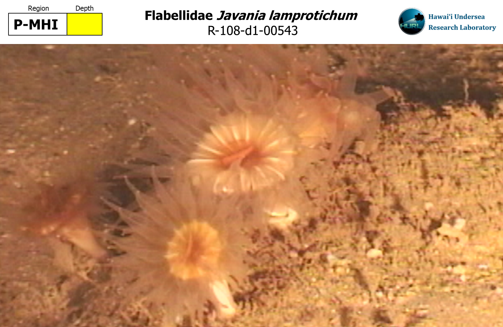 Javania lamprotichum