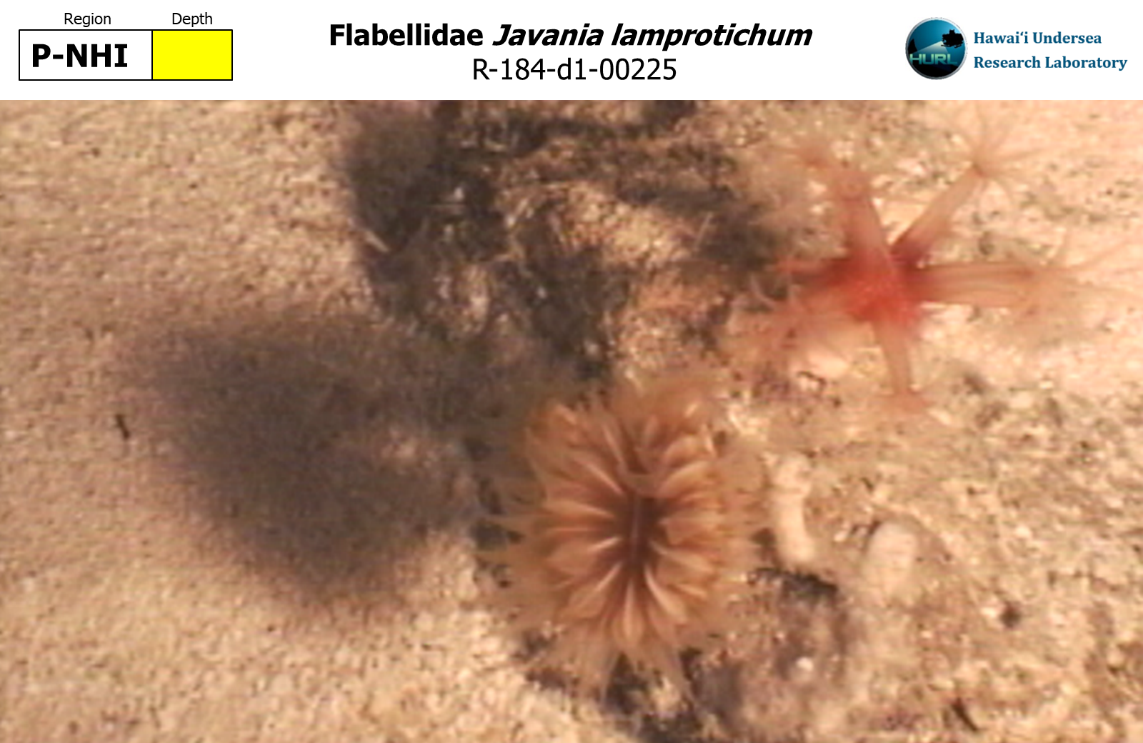 Javania lamprotichum