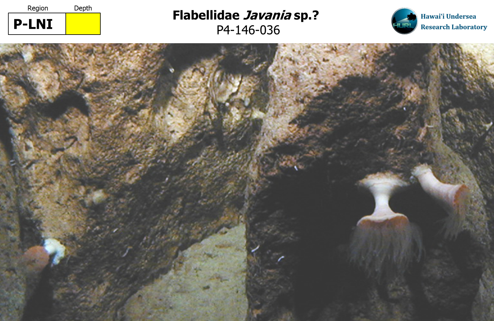 Javania sp.?