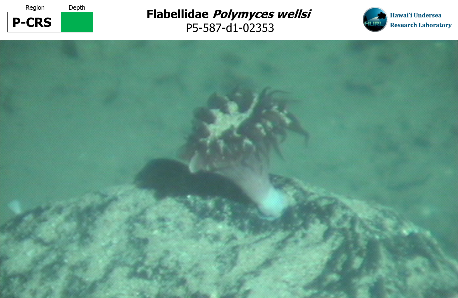 Polymyces wellsi