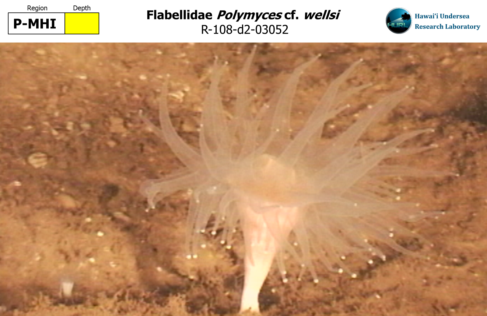 Polymyces cf. wellsi