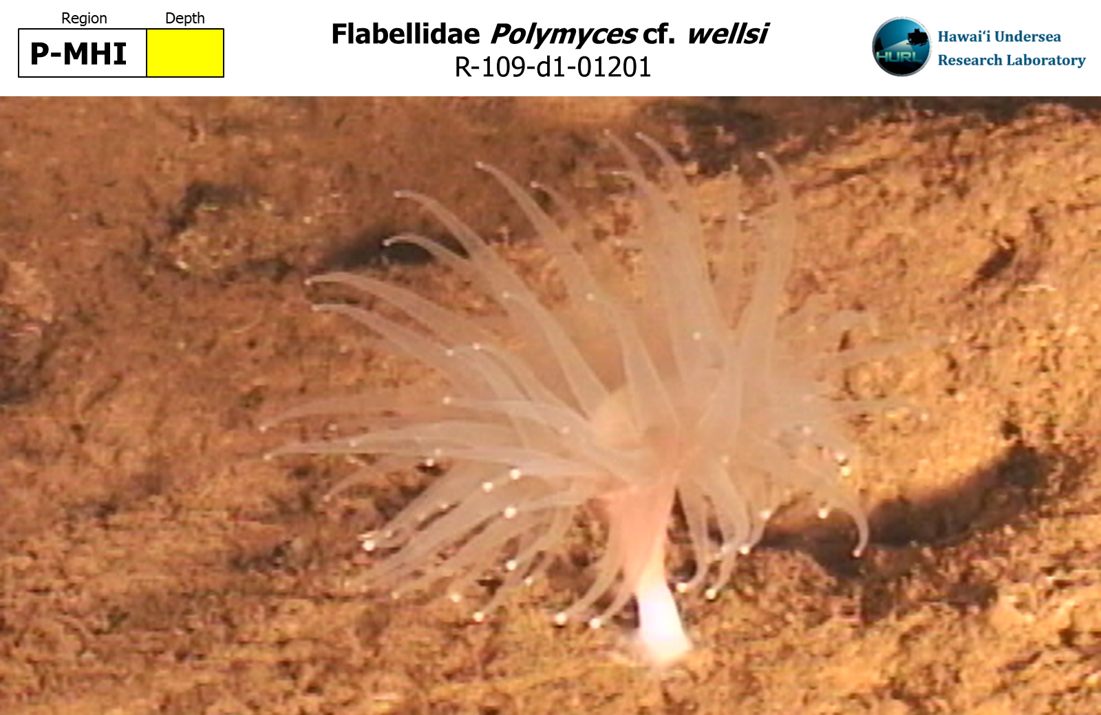 Polymyces cf. wellsi