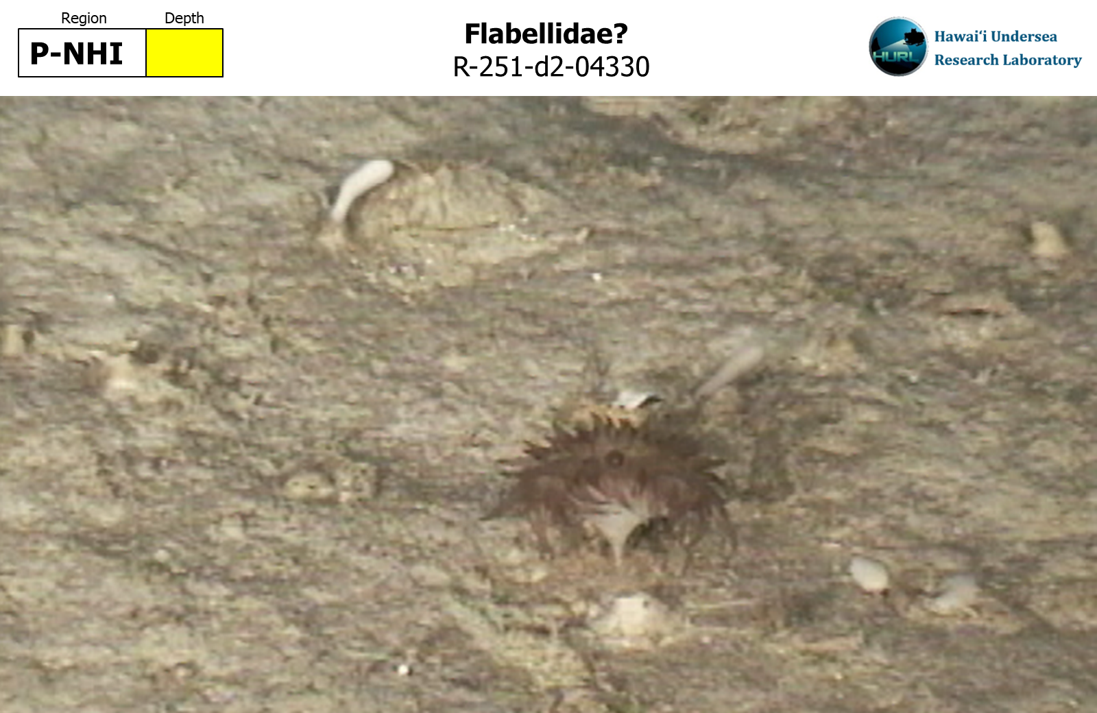 Flabellidae?