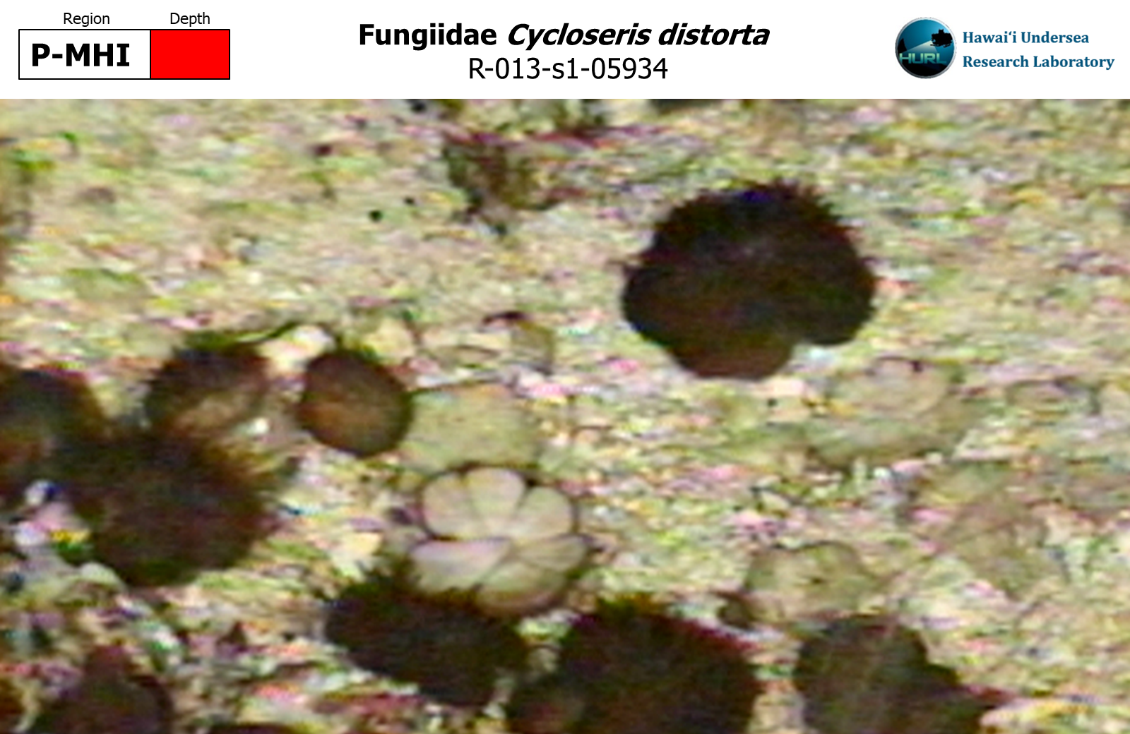 Cycloseris distorta
