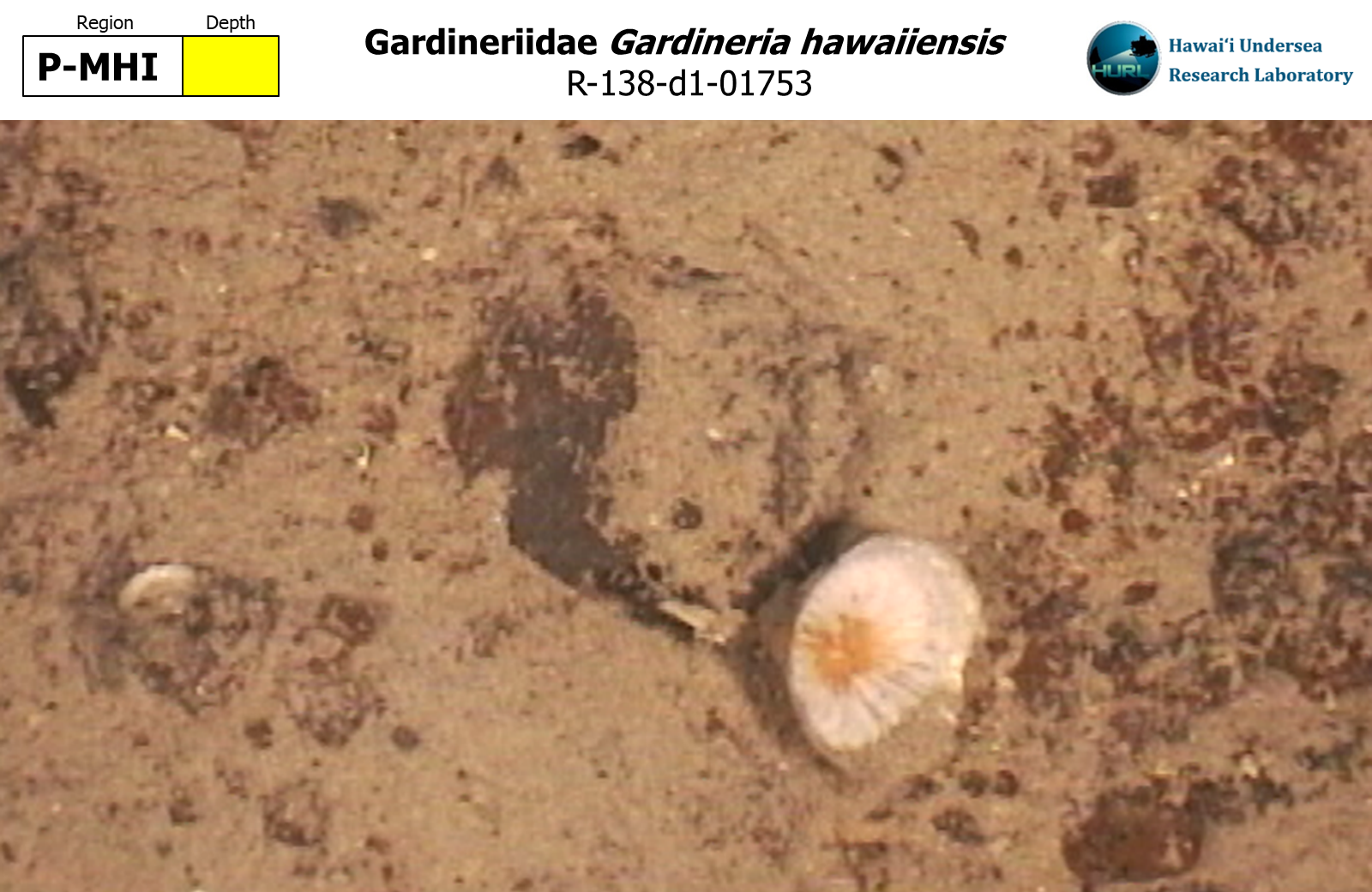Gardineria hawaiiensis