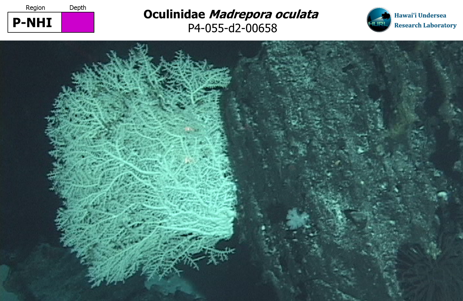 Madrepora oculata