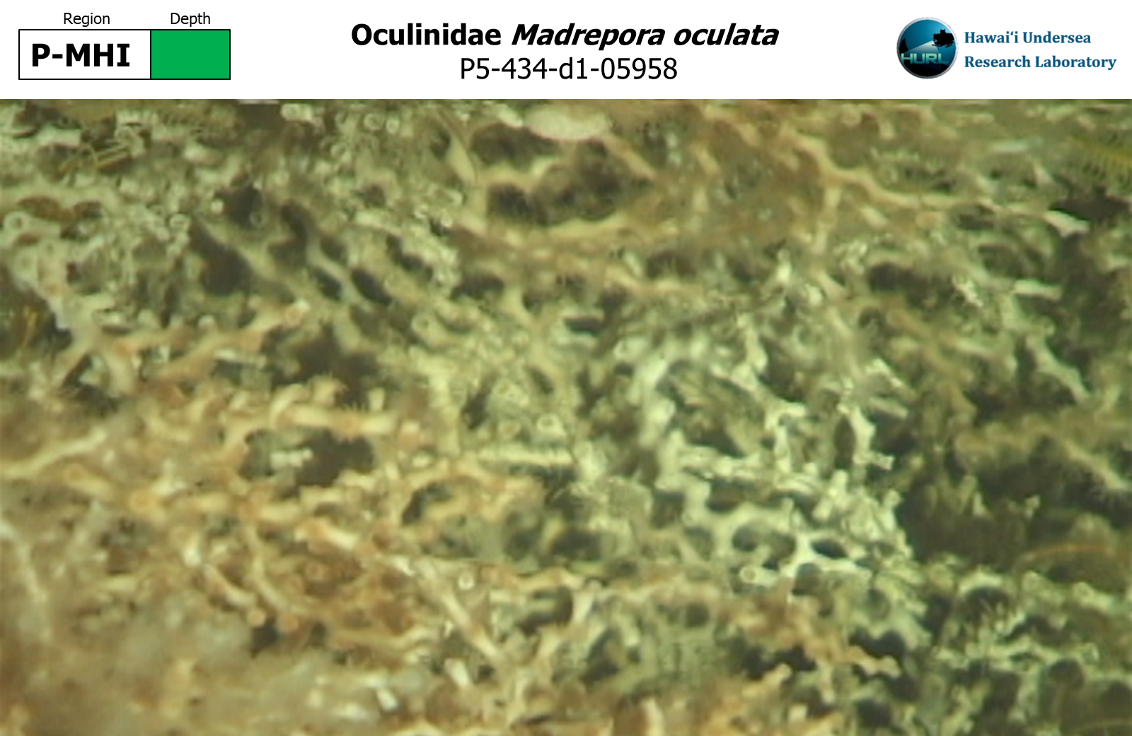 Madrepora oculata