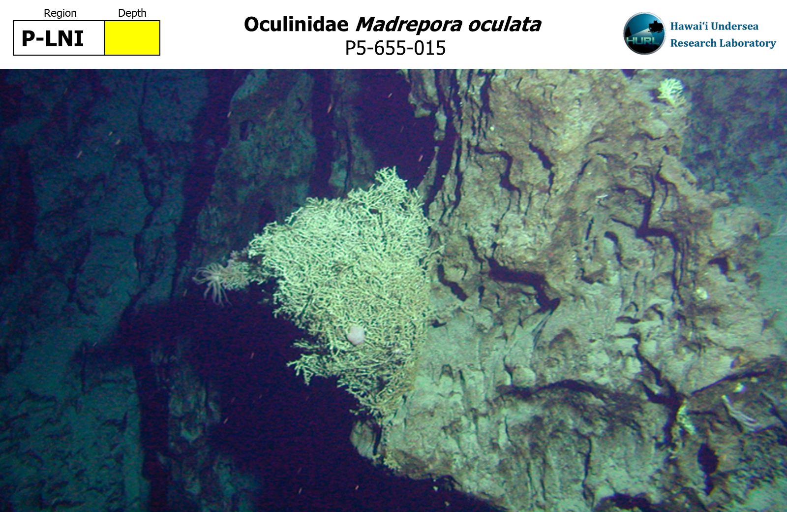 Madrepora oculata