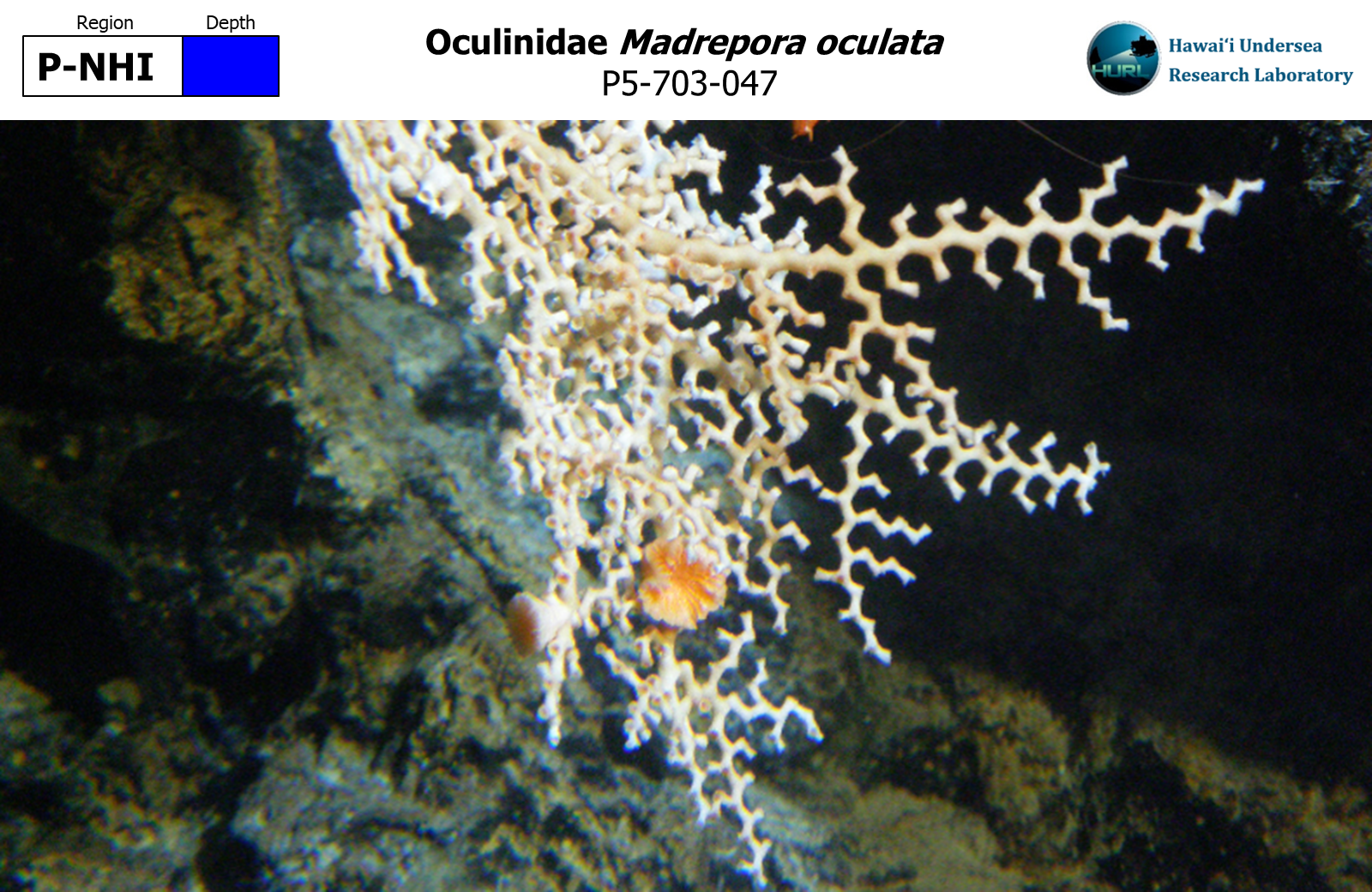 Madrepora oculata