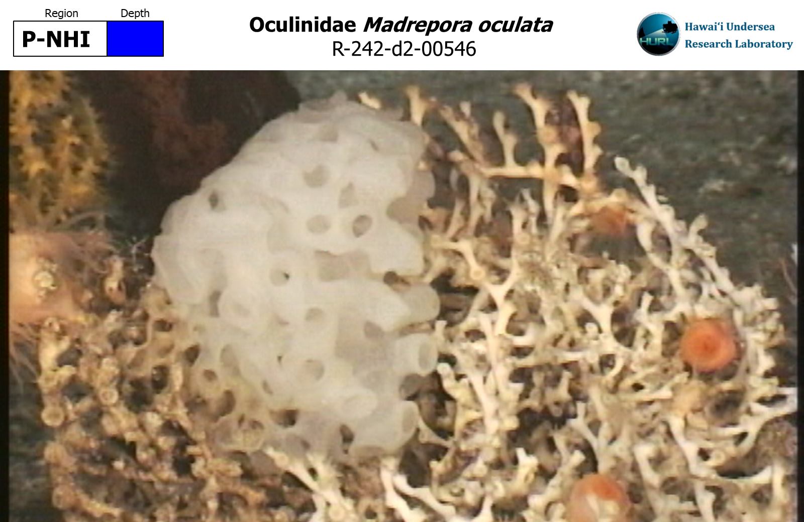 Madrepora oculata