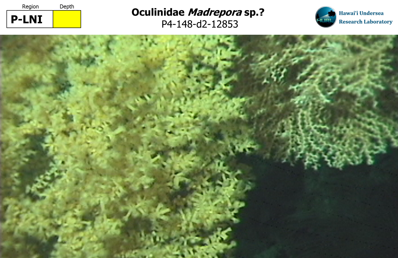 Madrepora sp.?