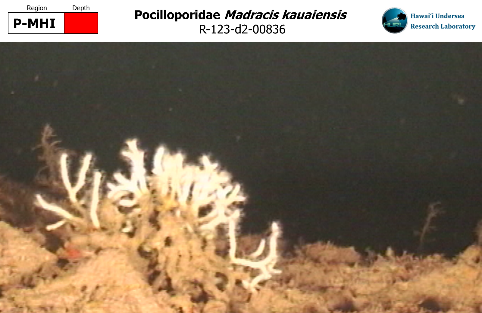 Madracis kauaiensis