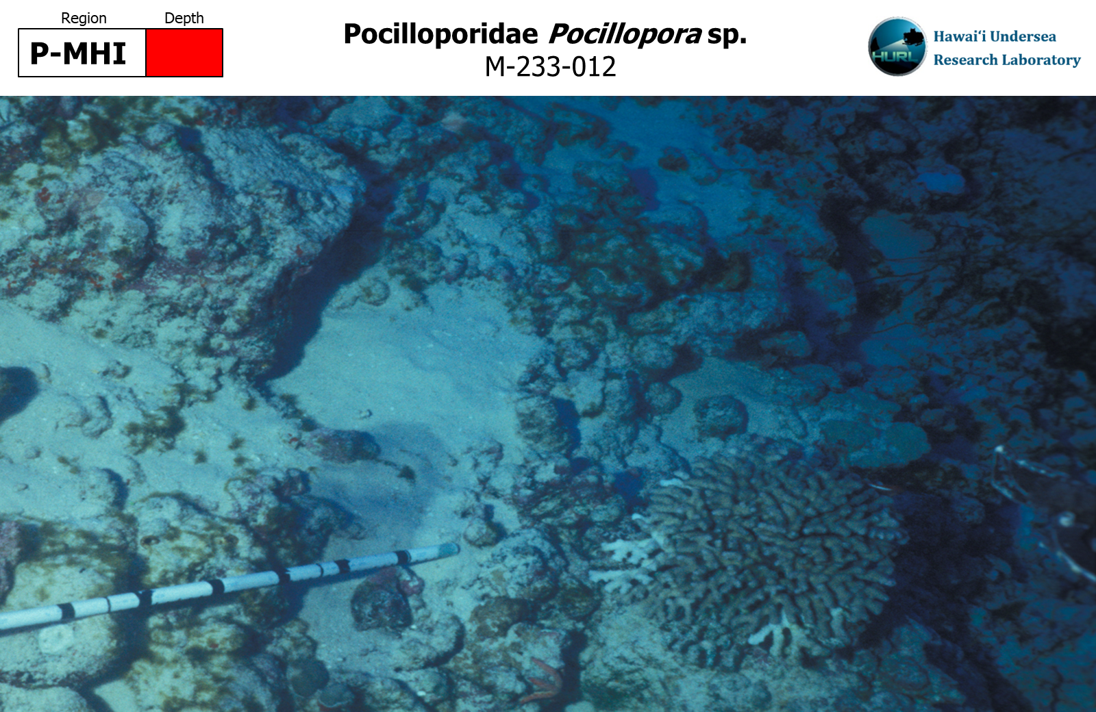 Pocillopora sp.