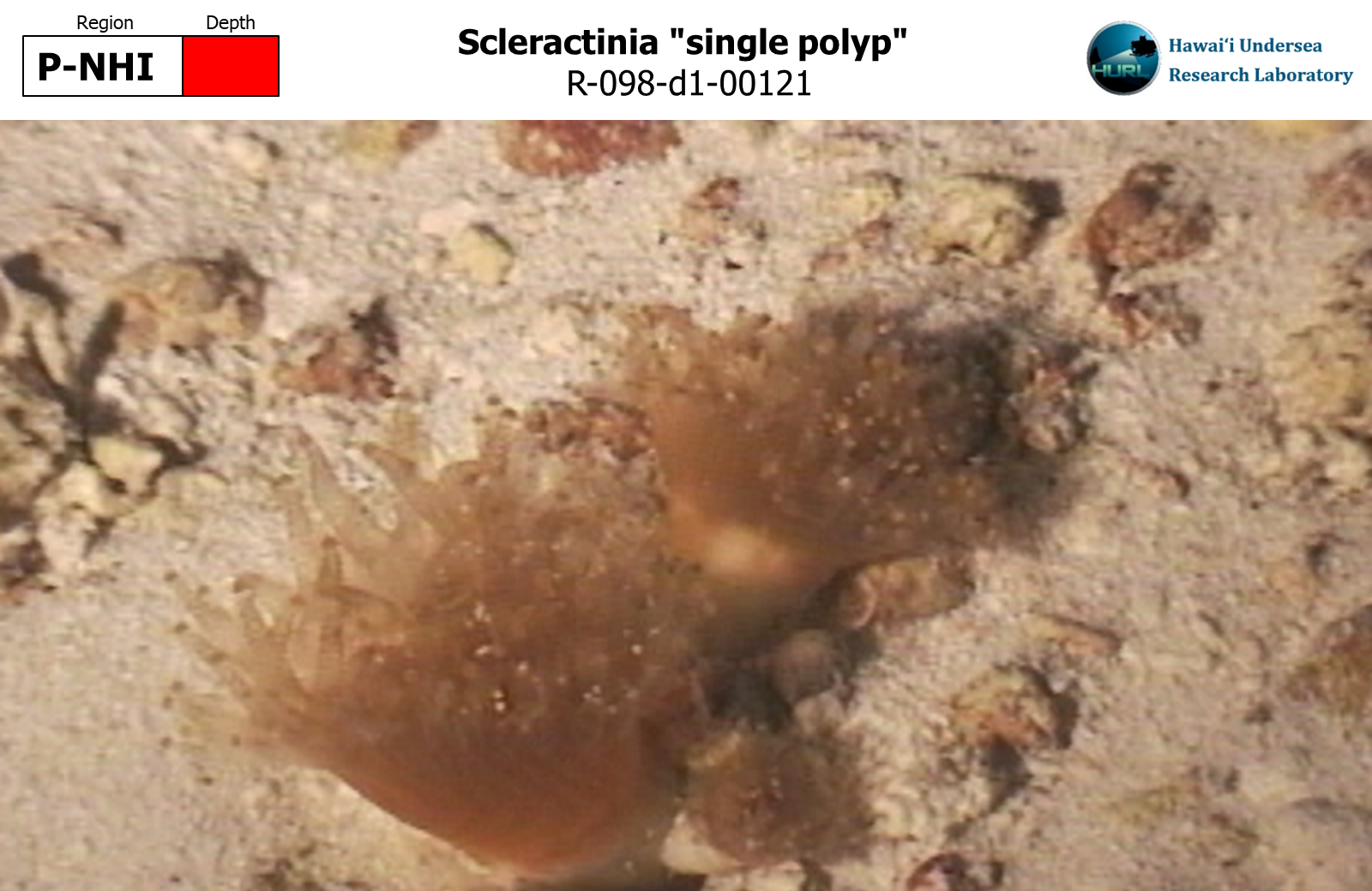 Scleractinia "single polyp"