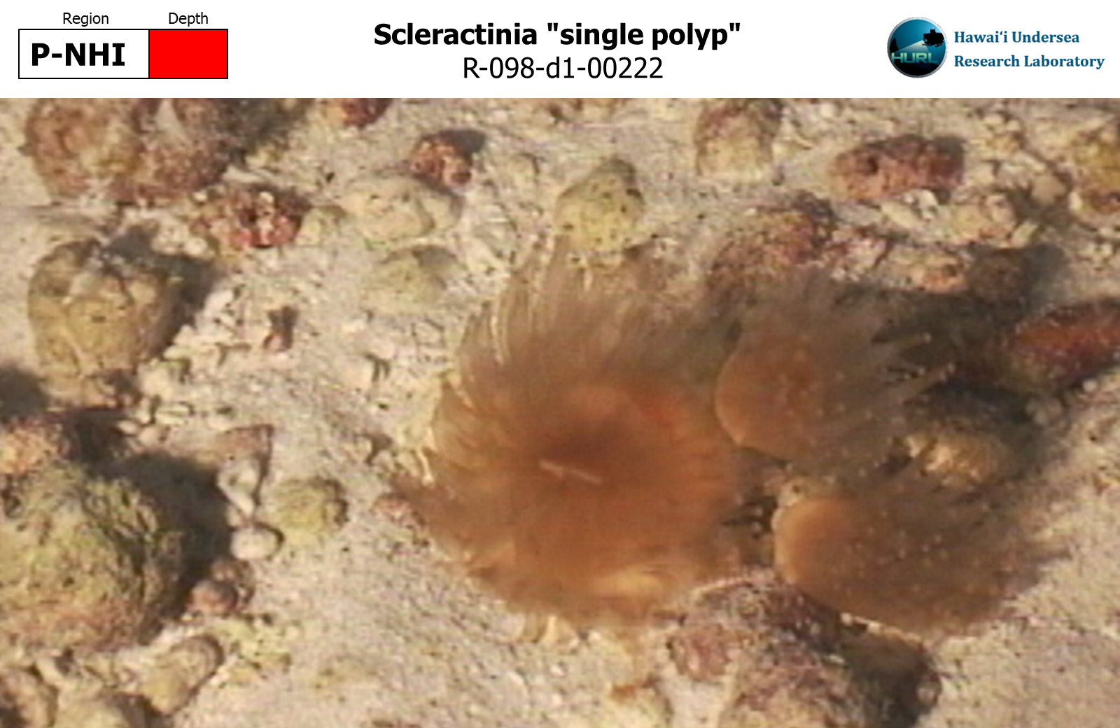 Scleractinia "single polyp"