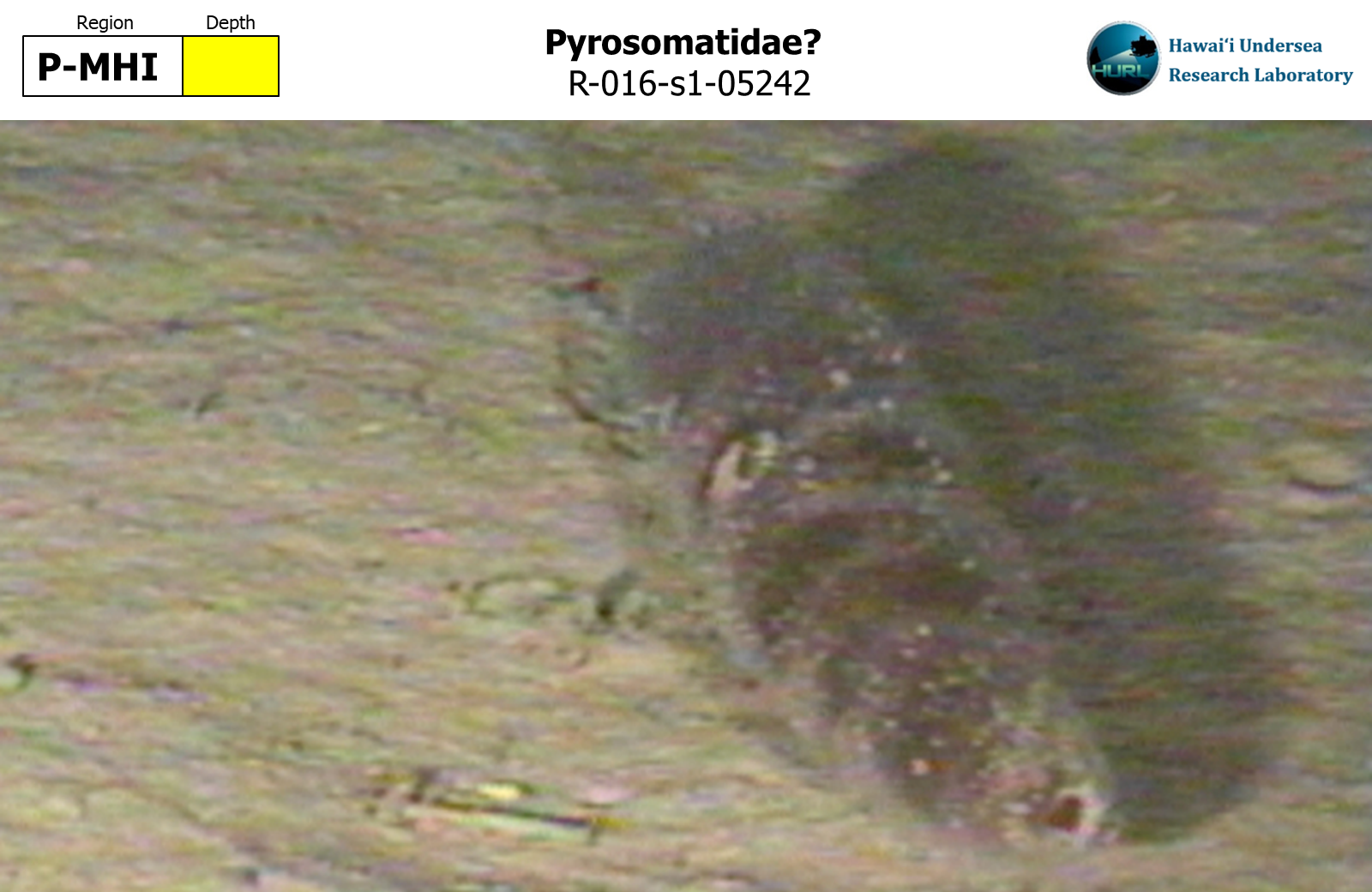 Pyrosomatidae?