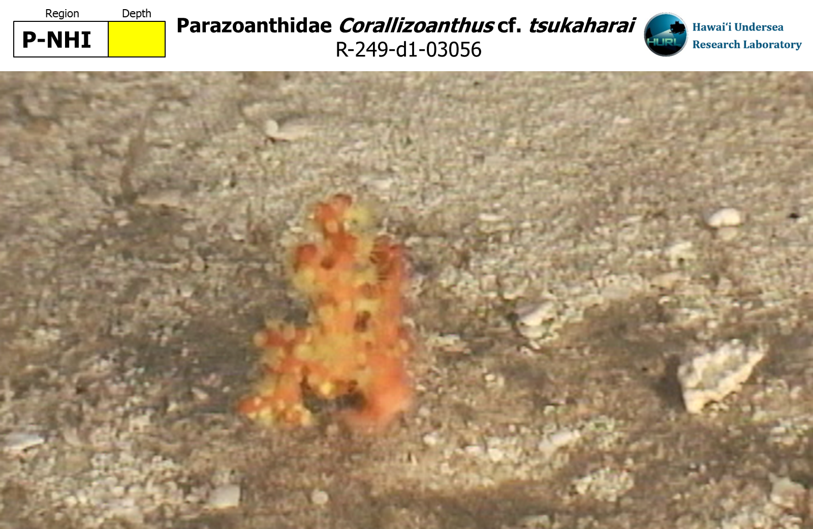 Corallizoanthus cf. tsukaharai