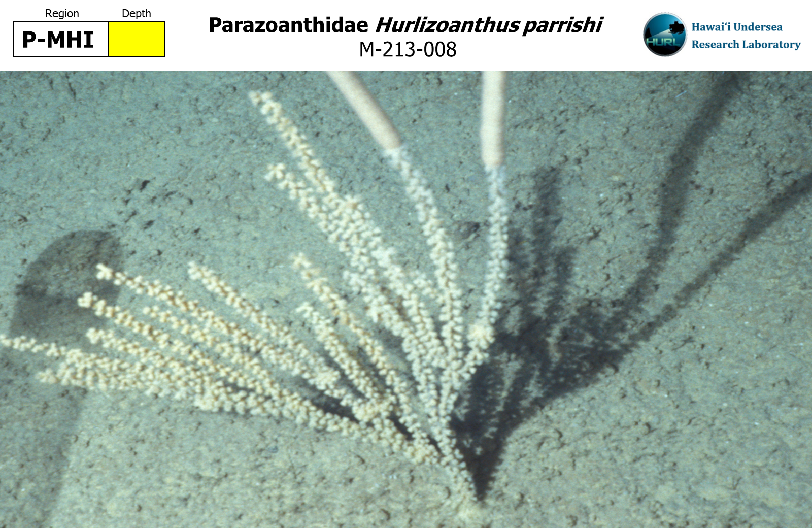 Hurlizoanthus parrishi