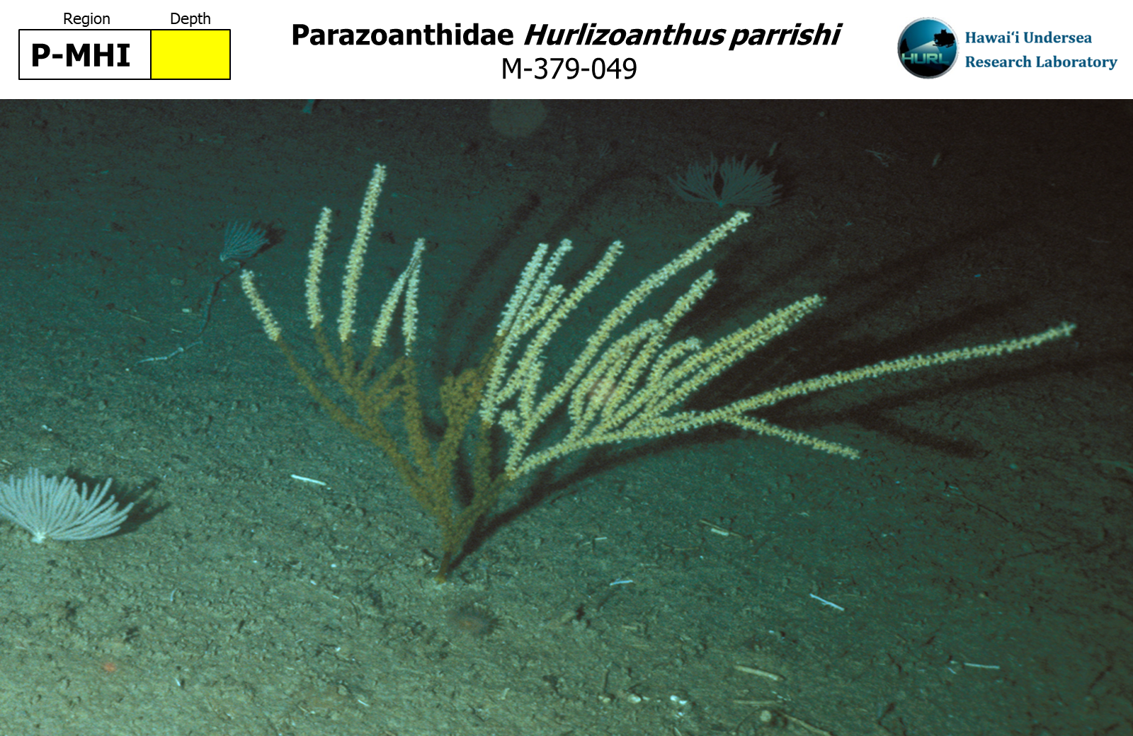 Hurlizoanthus parrishi,M-379-049,P-MHI,Y,M-379