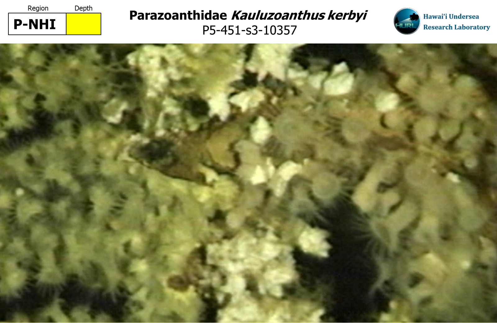 Kauluzoanthus kerbyi