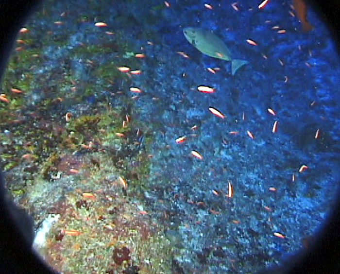 Luzonichthys_earlei