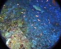 Luzonichthys_earlei
