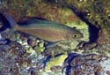 Pristipomoides_sieboldii
