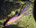 improbalichthys1